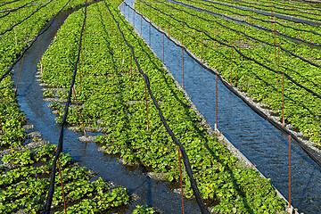 Image showing Green Wasabi farm