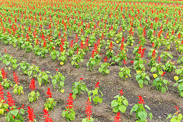 Image showing Red Salvia