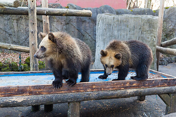 Image showing Bear in zoo