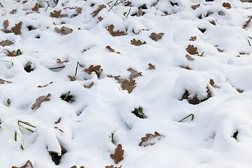 Image showing Winter season and yellow leaves on snow