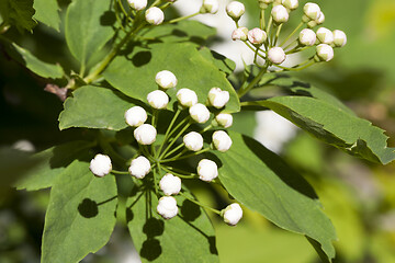 Image showing Jasmine buds