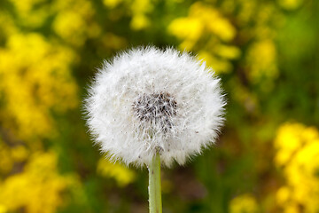 Image showing White dandelions, spring