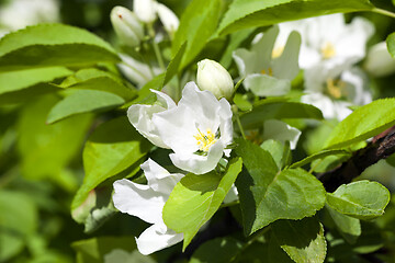 Image showing Jasmine flower