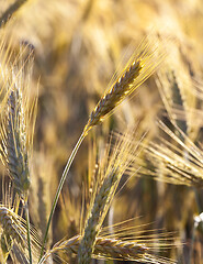 Image showing Ears of ripe wheat