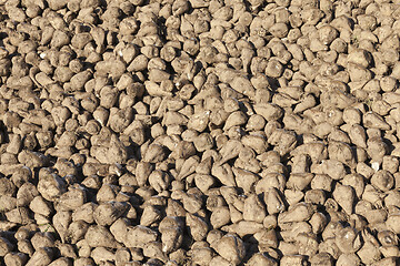 Image showing harvested sugar beet crop closeup