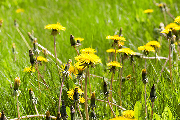 Image showing dandelions in morning