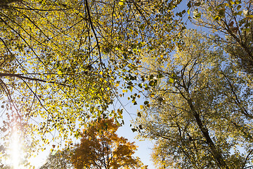 Image showing Yellow maple foliage