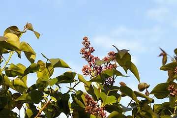 Image showing closed lilac bud