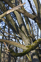 Image showing Tree bark, close-up