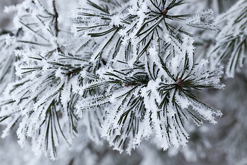 Image showing Snow drifts in winter