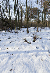 Image showing broken trees