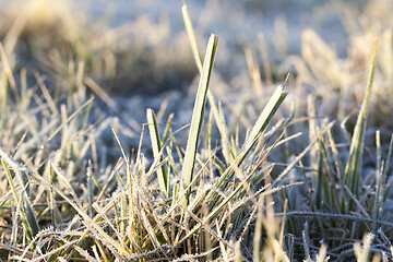 Image showing green grass in the frost