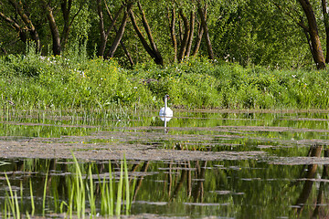 Image showing swan in the lake