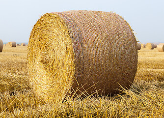 Image showing harvest in summer.