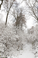 Image showing snow-covered trees and bushes