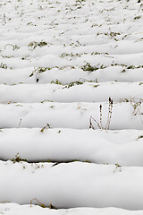 Image showing Agriculture field, carrots