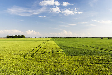 Image showing wheat and rye