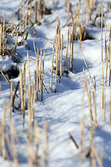 Image showing Winter on the field