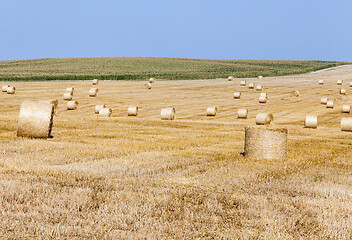 Image showing Golden ears of wheat