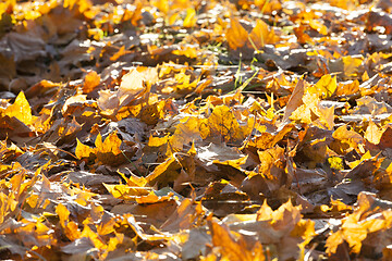 Image showing dry fallen maple leaves on the ground