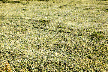 Image showing Green ears of wheat