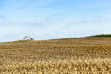 Image showing harvested mature corn