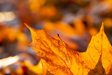 Image showing Yellow foliage, autumn