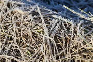 Image showing grass in winter