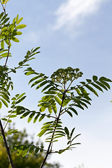 Image showing Flower rowan tree