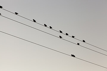 Image showing a few birds on the lines of high-voltage poles