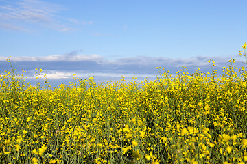 Image showing yellow flower rape