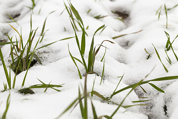 Image showing Snow drifts in winter