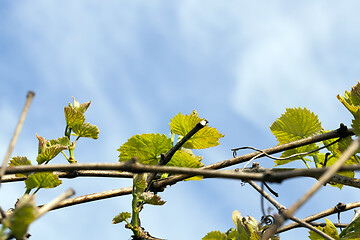 Image showing New green leaves of grapes