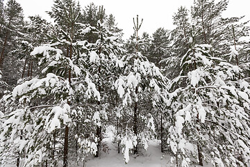 Image showing Trees in the forest in winter