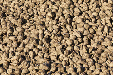 Image showing beet crop in the field