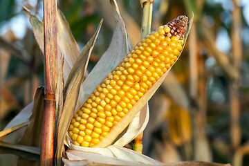 Image showing agriculture, corn closeup