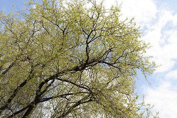 Image showing flowering willow, close-up