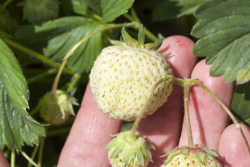 Image showing close up strawberries