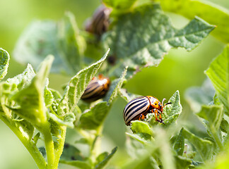 Image showing Colorado potato beetle