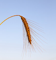 Image showing Silhouette of a single ears