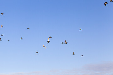 Image showing flying pigeon