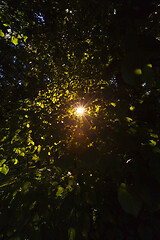 Image showing Sun shining through trees