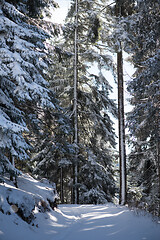 Image showing winter landscape in forest at sunset