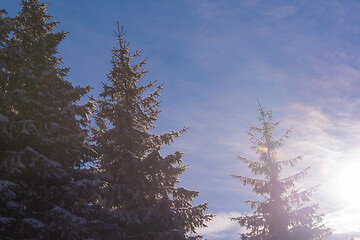 Image showing winter landscape in forest at sunset