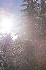 Image showing winter landscape in forest at sunset