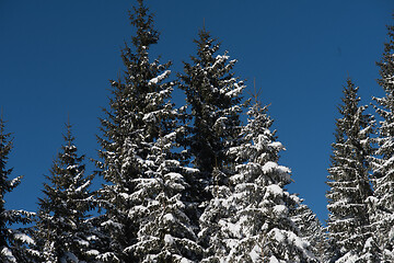 Image showing winter landscape in forest at sunset