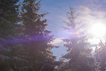 Image showing winter landscape in forest at sunset