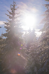 Image showing winter landscape in forest at sunset