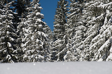 Image showing snow background