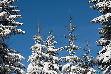 Image showing winter landscape in forest at sunset